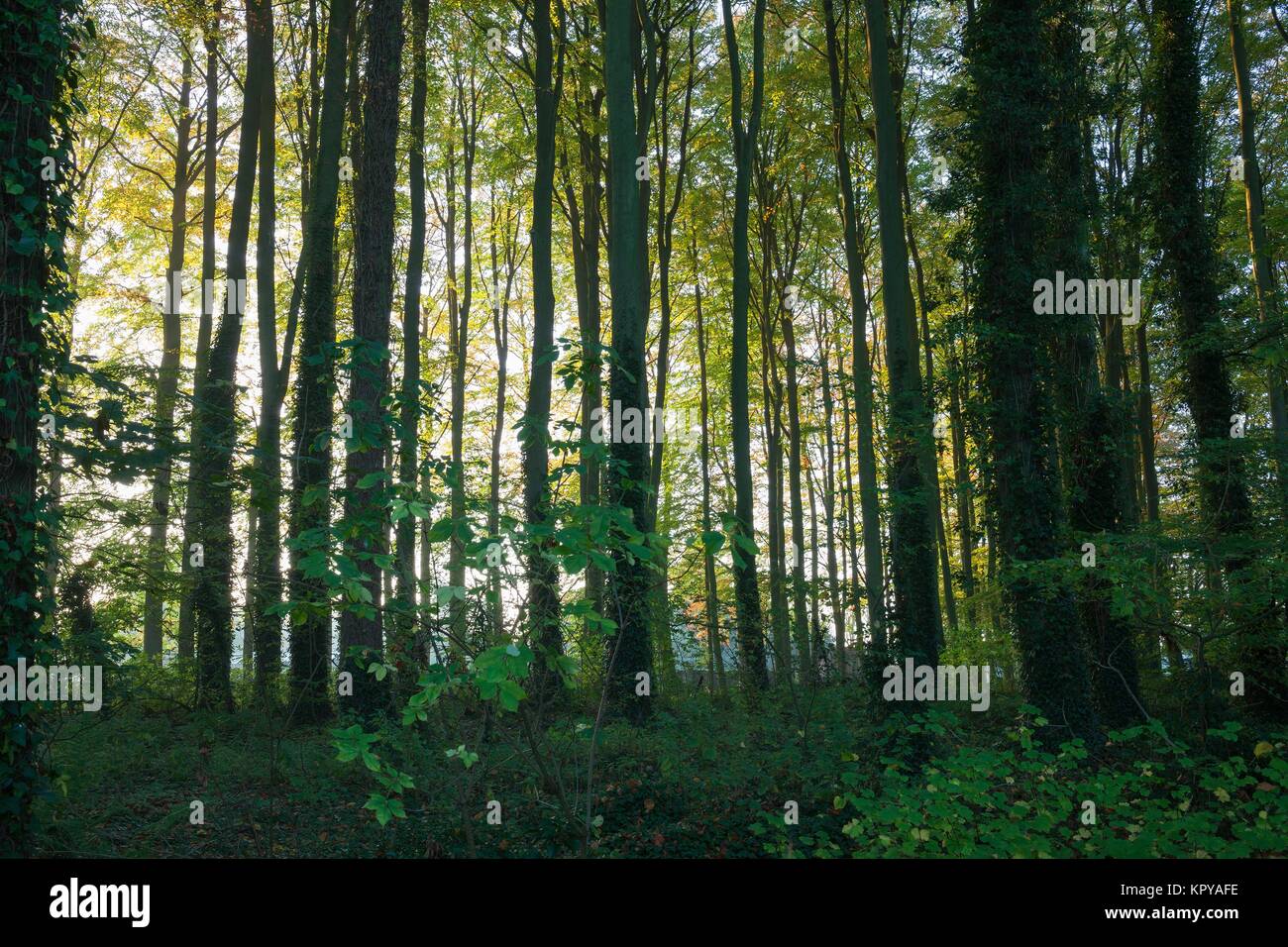 Bosques caducifolios en inglés con el sol brillando a través de mañana