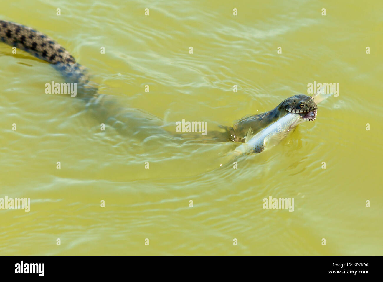 La serpiente come pescado. La serpiente caza peces en el agua, la