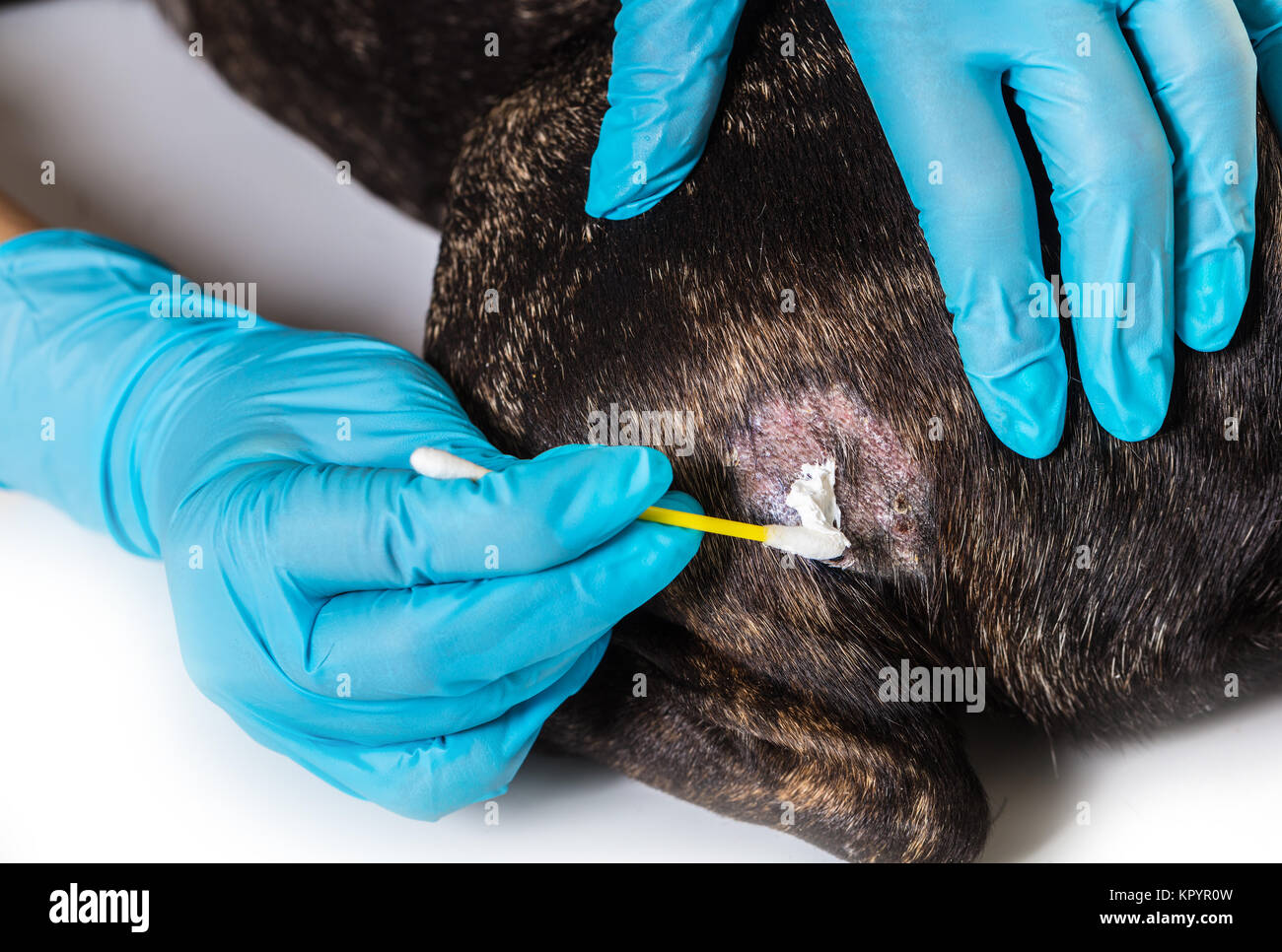 Veterinario trata enfermedades de la piel de un perro bulldog francés Foto de stock