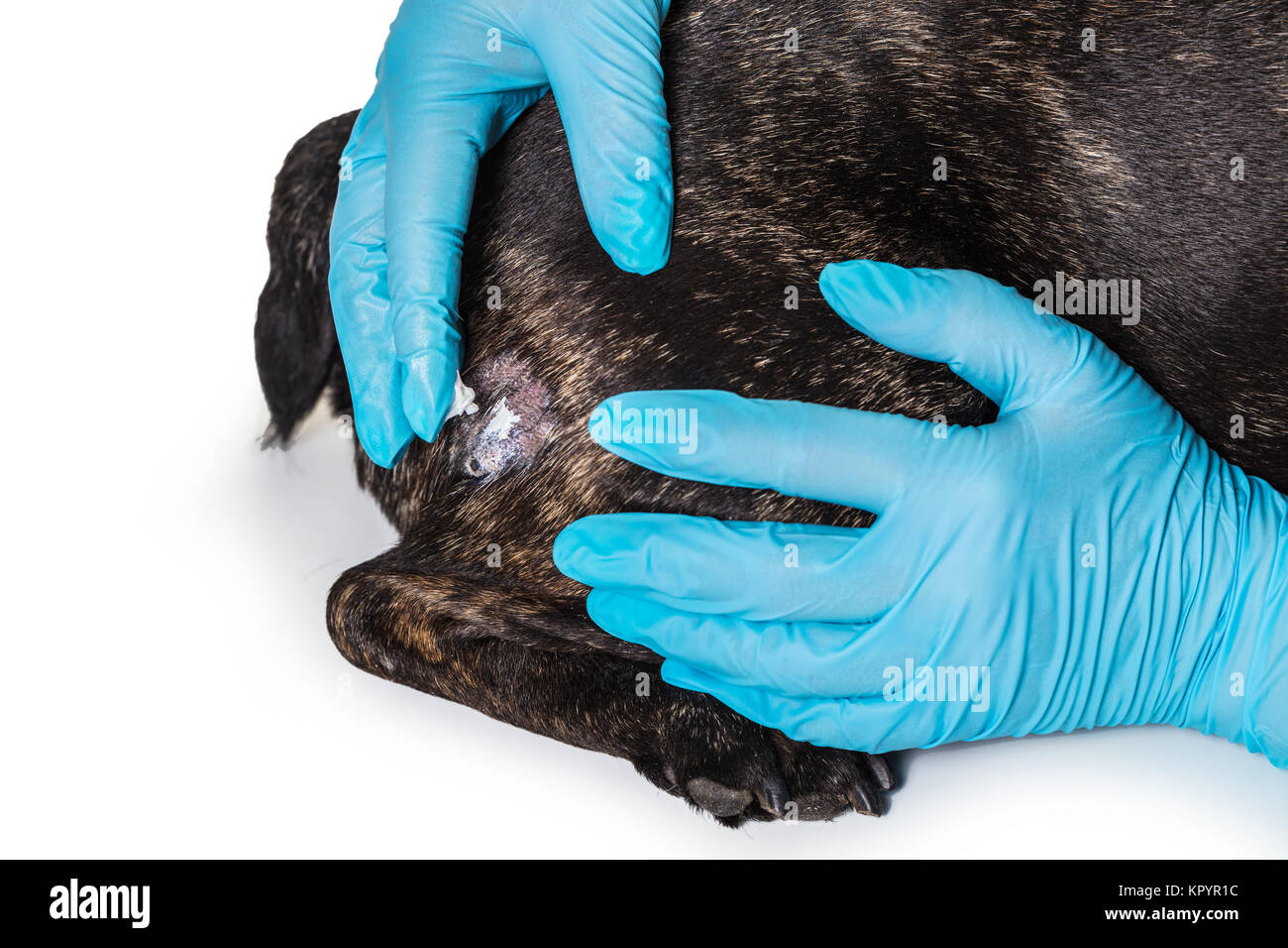 Veterinario trata enfermedades de la piel de un perro bulldog francés Foto de stock