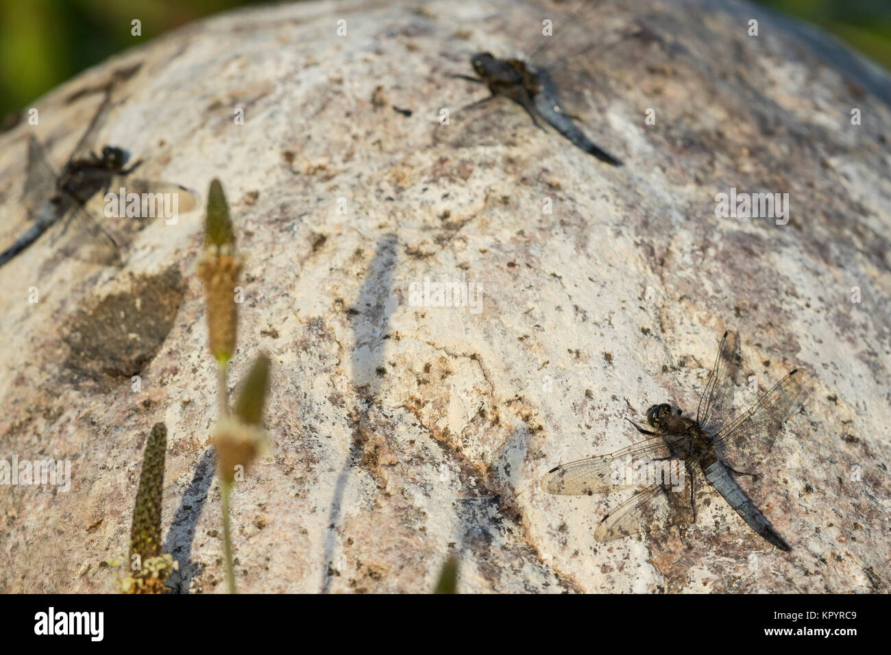 Skimmer de cola negra, 3 machos posado sobre una roca, Foto de stock