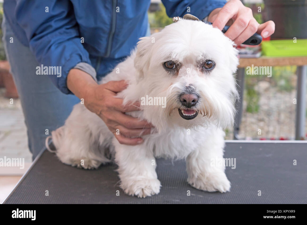 Corte de pelo lindo perro maltes fotografías e imágenes de alta resolución  - Alamy