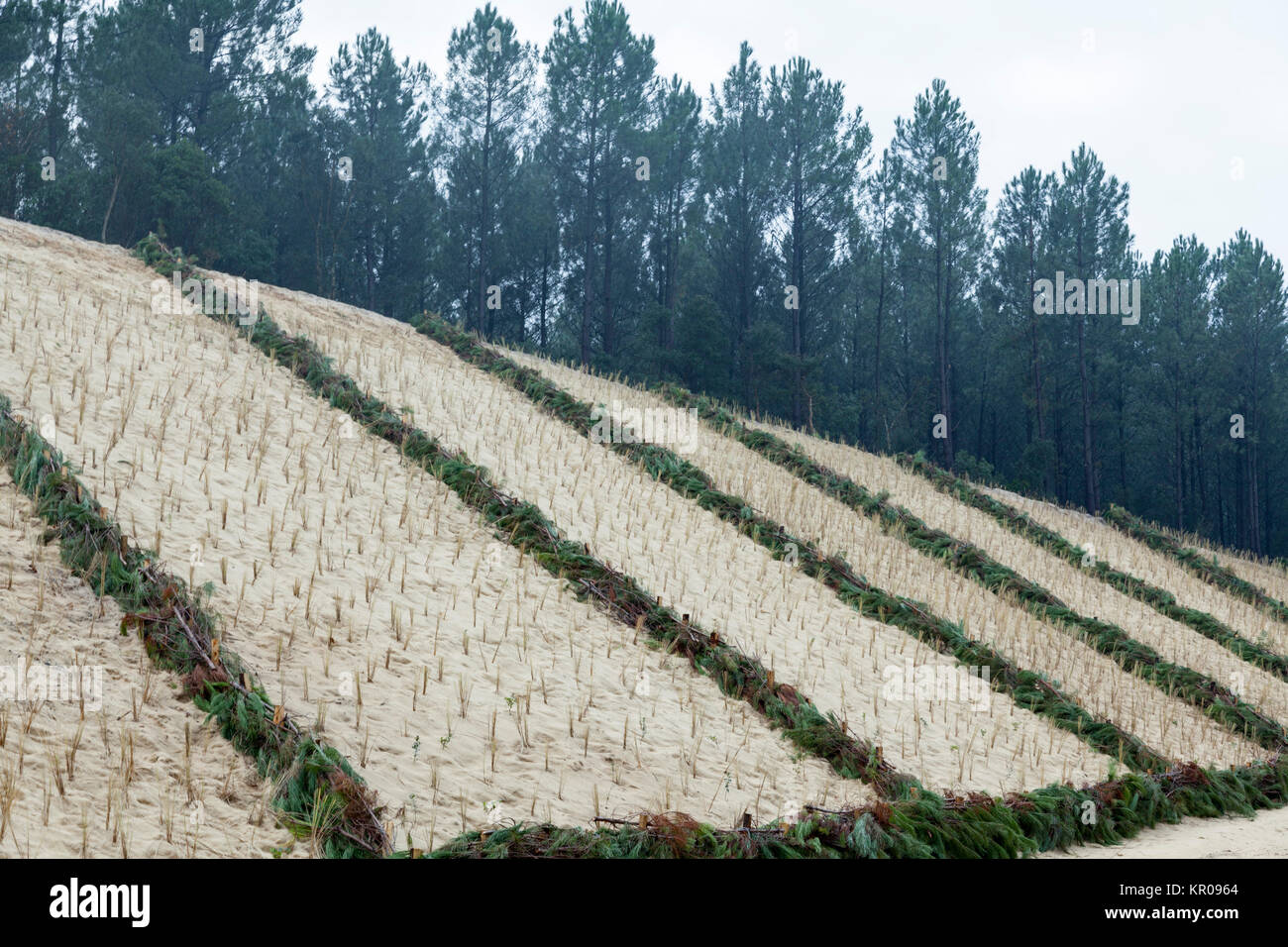 En Una Duna De Arena En Capbreton Landas Francia Una Reciente Plantacion De Cespedes Playa Plus Utilizando Una Tecnica De Fijacion Mecanico Por Las Ramas Fotografia De Stock Alamy