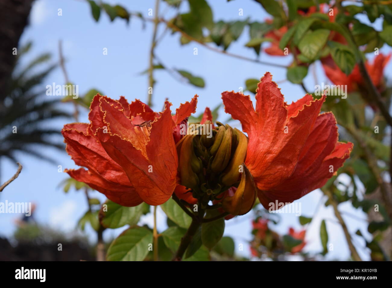 El florecimiento de un Tulipero africano Spathodea campanulata,latino Foto de stock