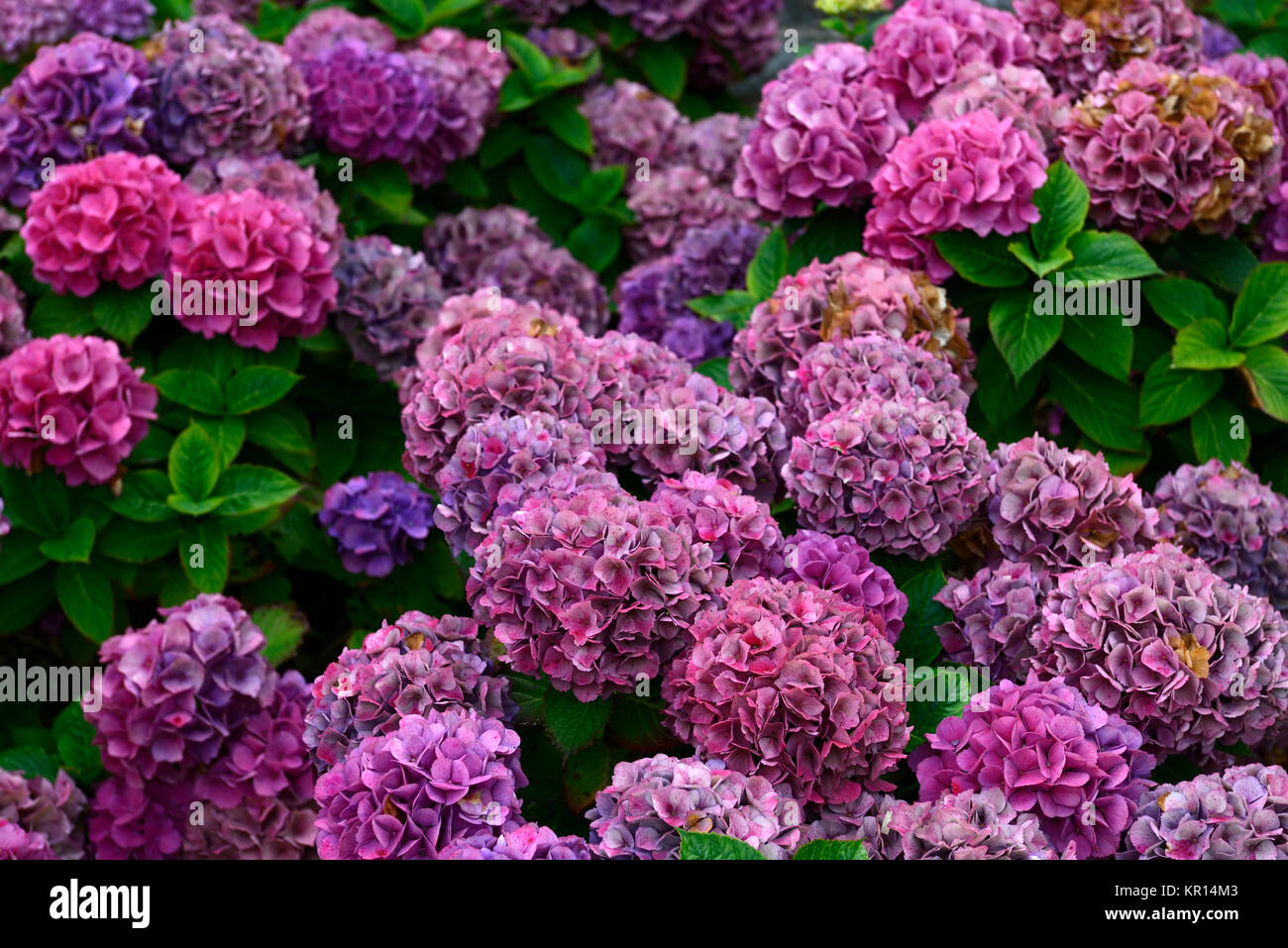 Hydrangea macrophylla Barón rojo,mophead hydrangea,red,flor,flores,inflorescencia,hortensias Floral,RM Foto de stock