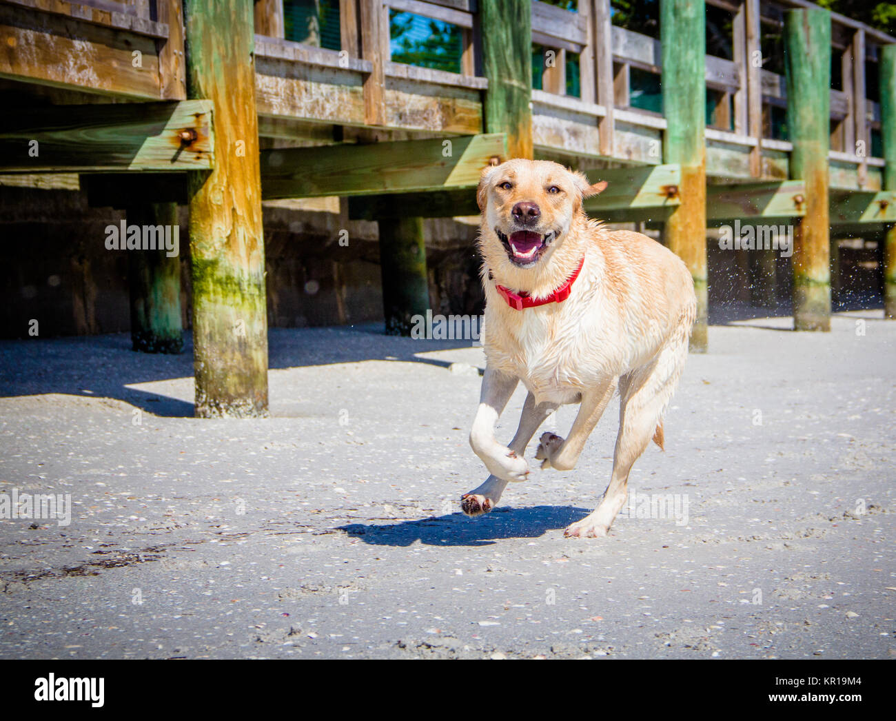 Labrador retriever perro corre a lo largo de playa Foto de stock