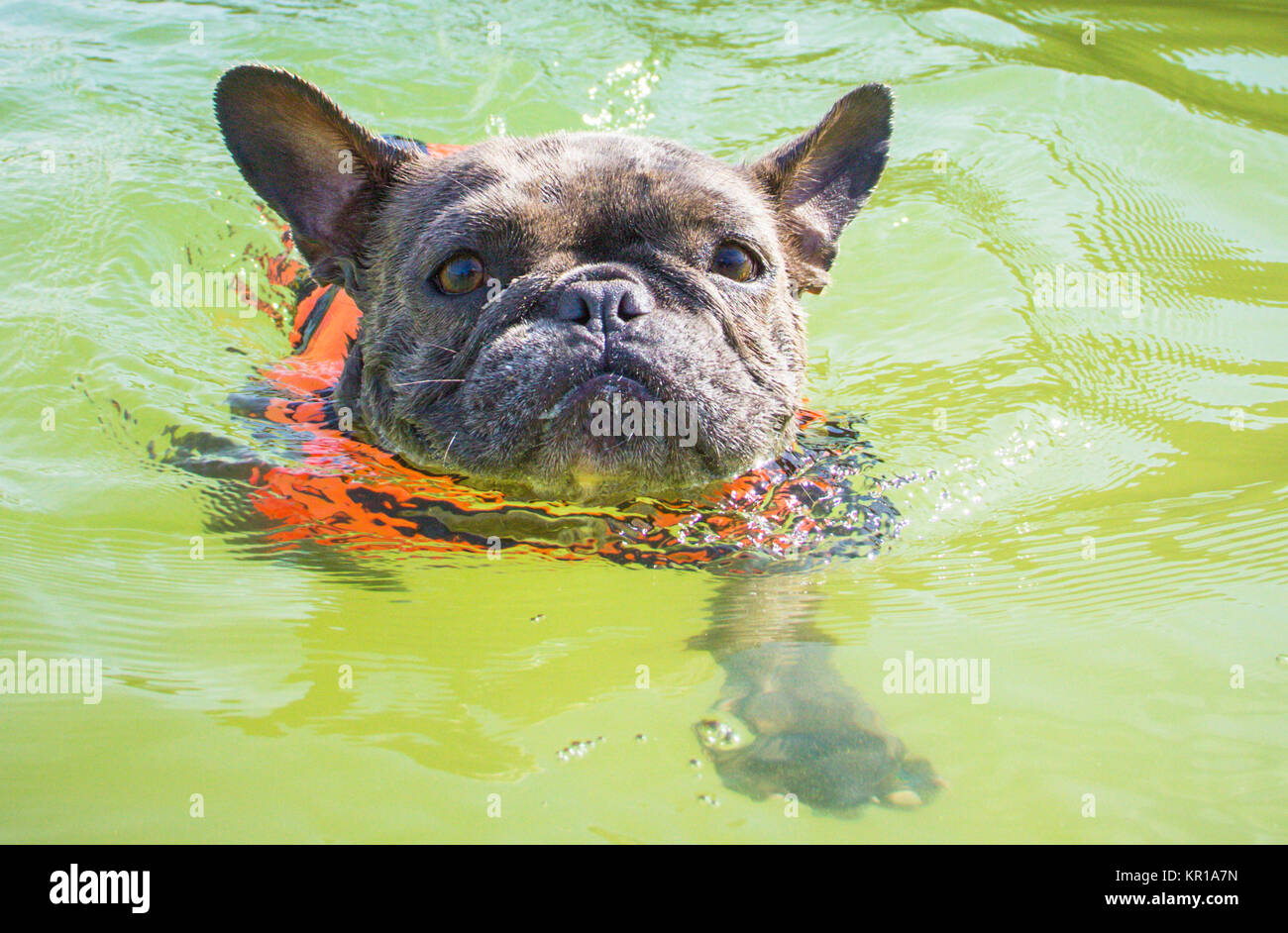 Bulldog Francés llevaba chaleco salvavidas, nadando en el océano Fotografía  de stock - Alamy