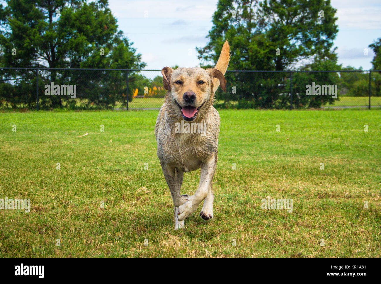 Perro Corriendo En El Parque Foto de archivo - Imagen de feliz, parque:  157884756