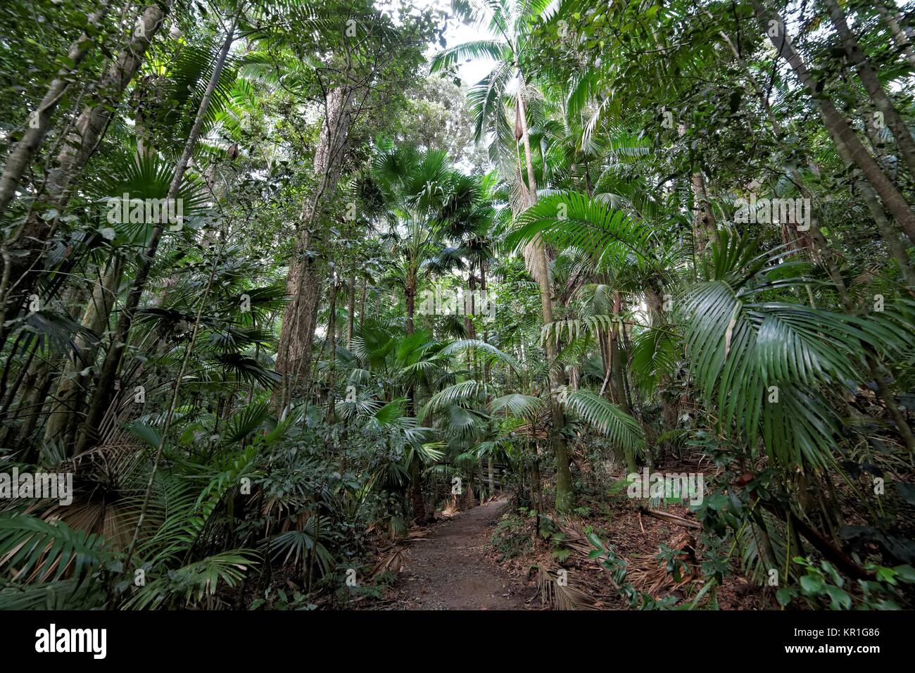 Parque Nacional Eungella Wanderweg im Foto de stock