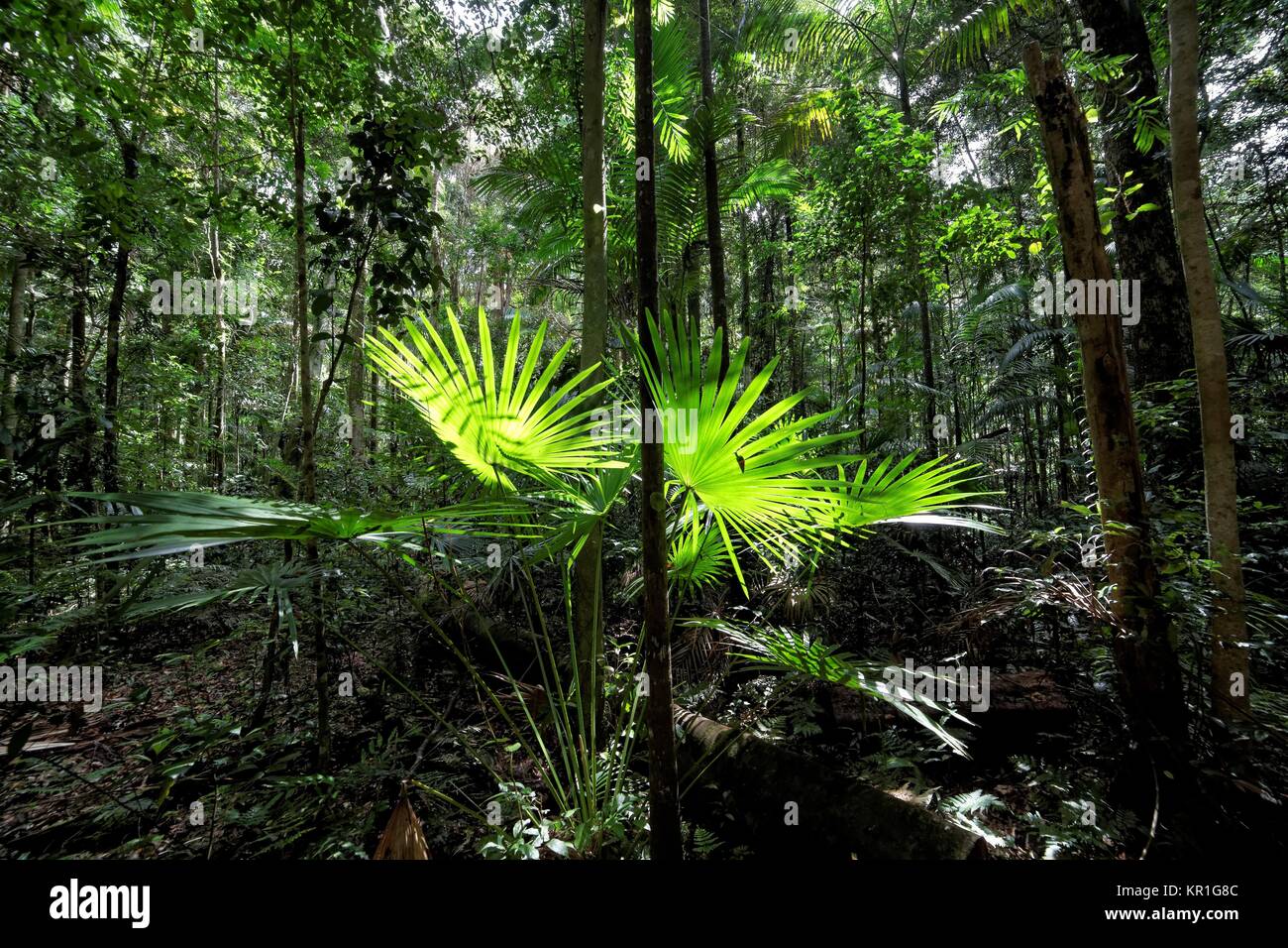 Junge Palme im parque Nacional Eungella Foto de stock