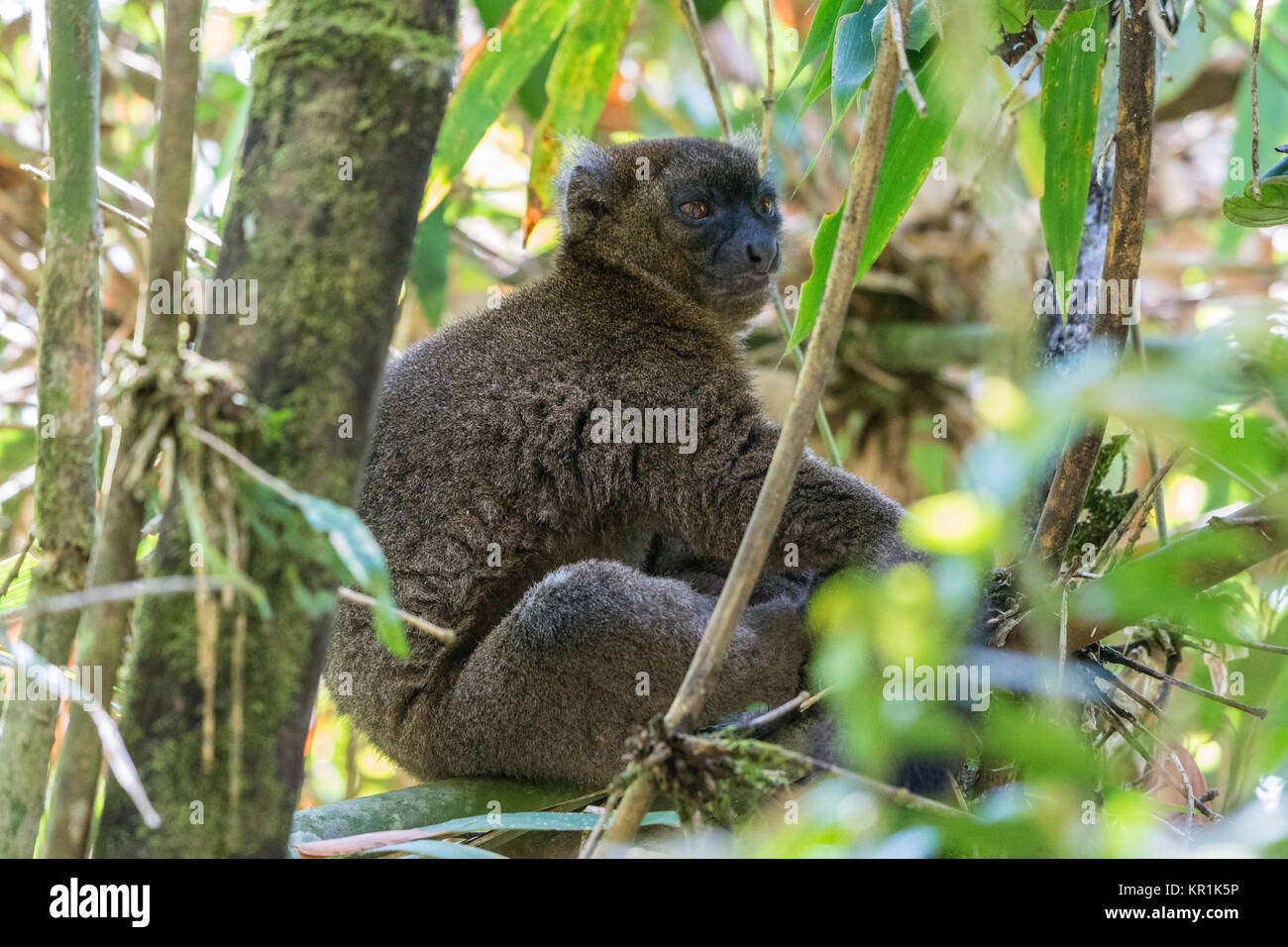 Un críticamente en peligro mayor lémur Bambú (Prolemur simus) forrajeando en el bosque de bambú. Parque Nacional Ranomafana. Madagascar, África. Foto de stock