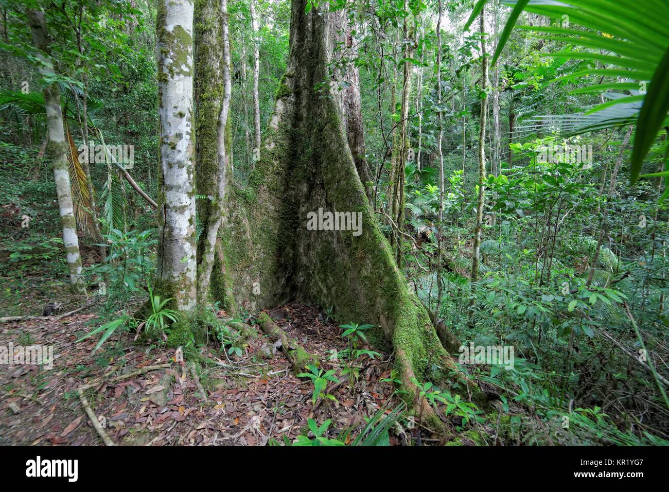 Parque Nacional Eungella Brettwurzeln im Foto de stock