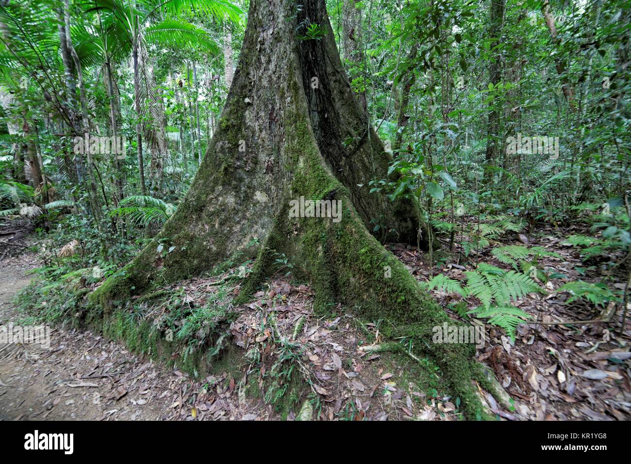 Parque Nacional Eungella Brettwurzeln im Foto de stock