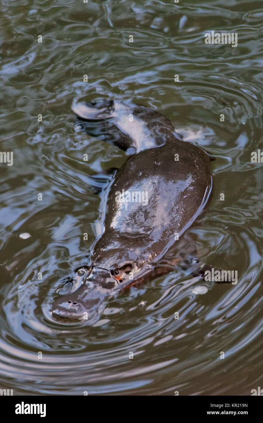 Platypus Foto de stock