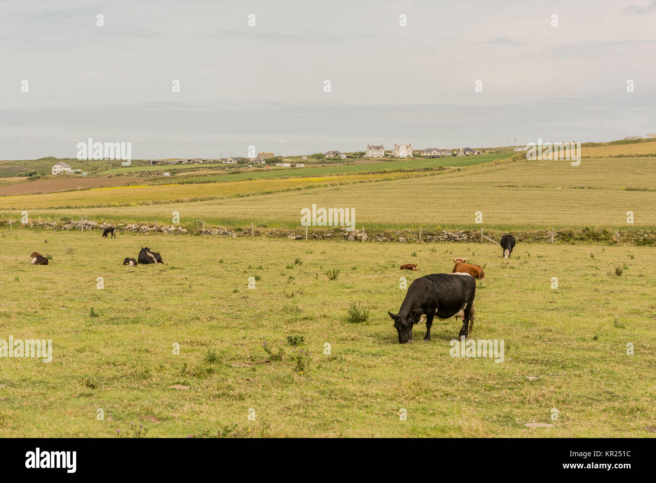 Tierras de cultivo cerca del punto de lagarto, Cornualles, en el Reino Unido. Foto de stock