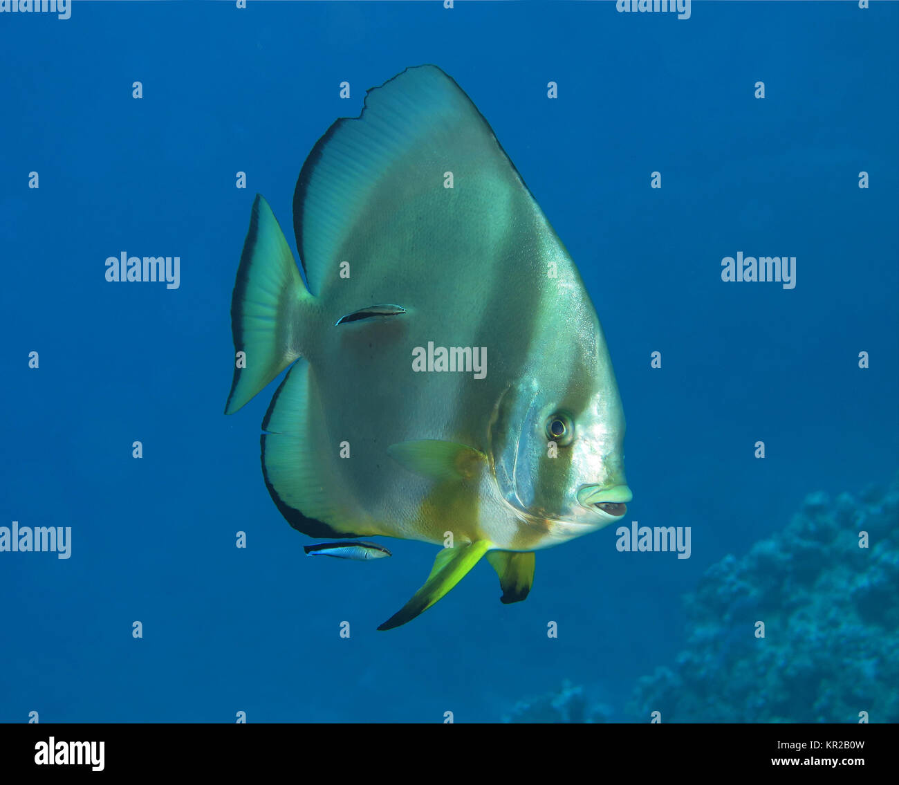 Pez murciélago habitual Platax orbicularis, Saint John?s Reef, el Mar Rojo, Egipto / Egipto, Gewoehnlicher Fledermausfisch (Platax orbicularis), Saint John's Riff Foto de stock