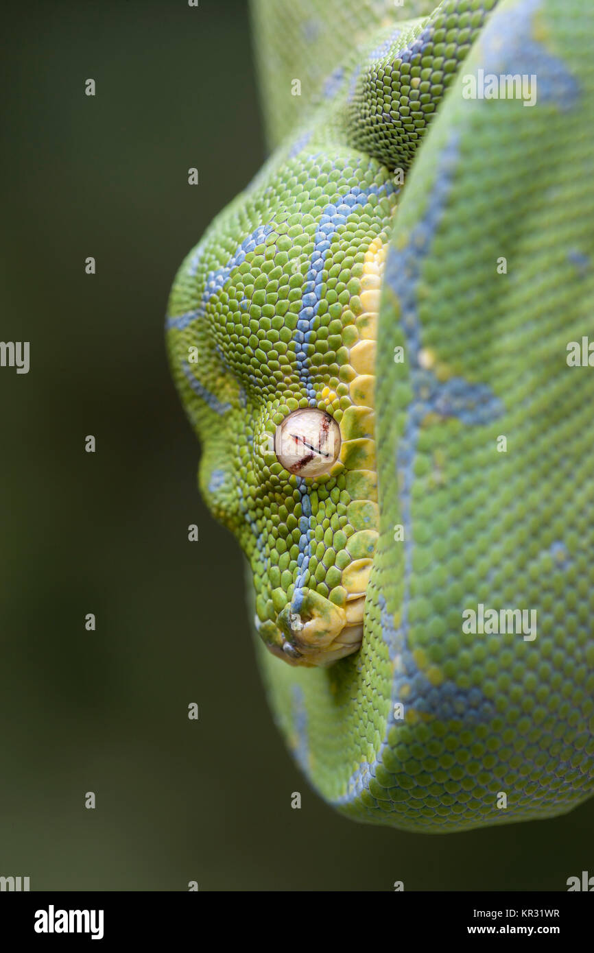 Green Tree Python (Morelia viridis) colgando en la rama esperando la presa. Foto de stock