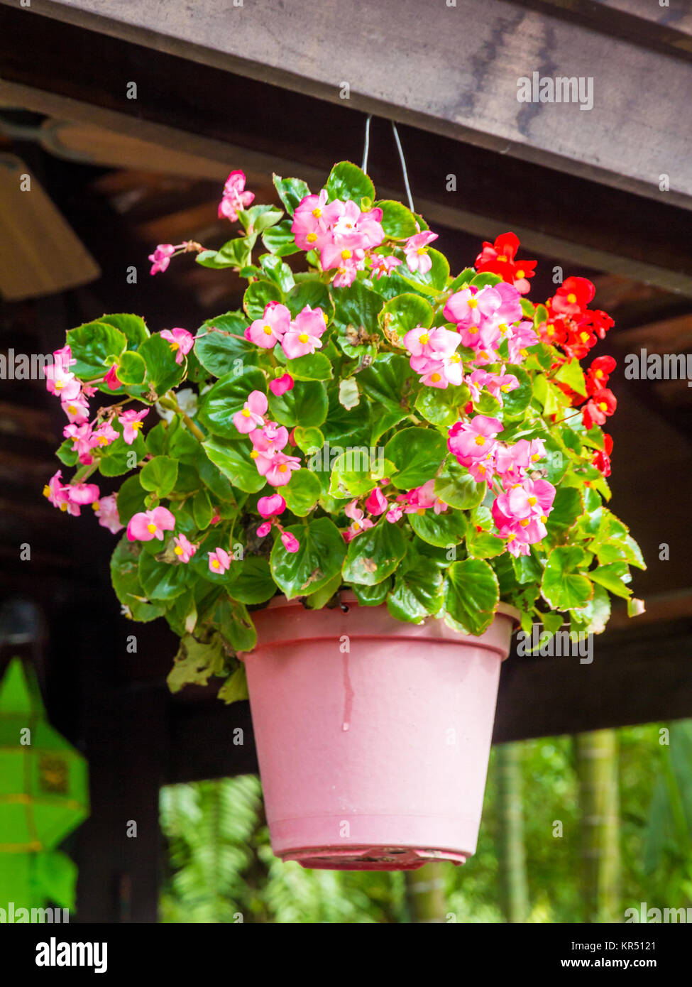 Begonia cesta colgante fotografías e imágenes de alta resolución - Alamy