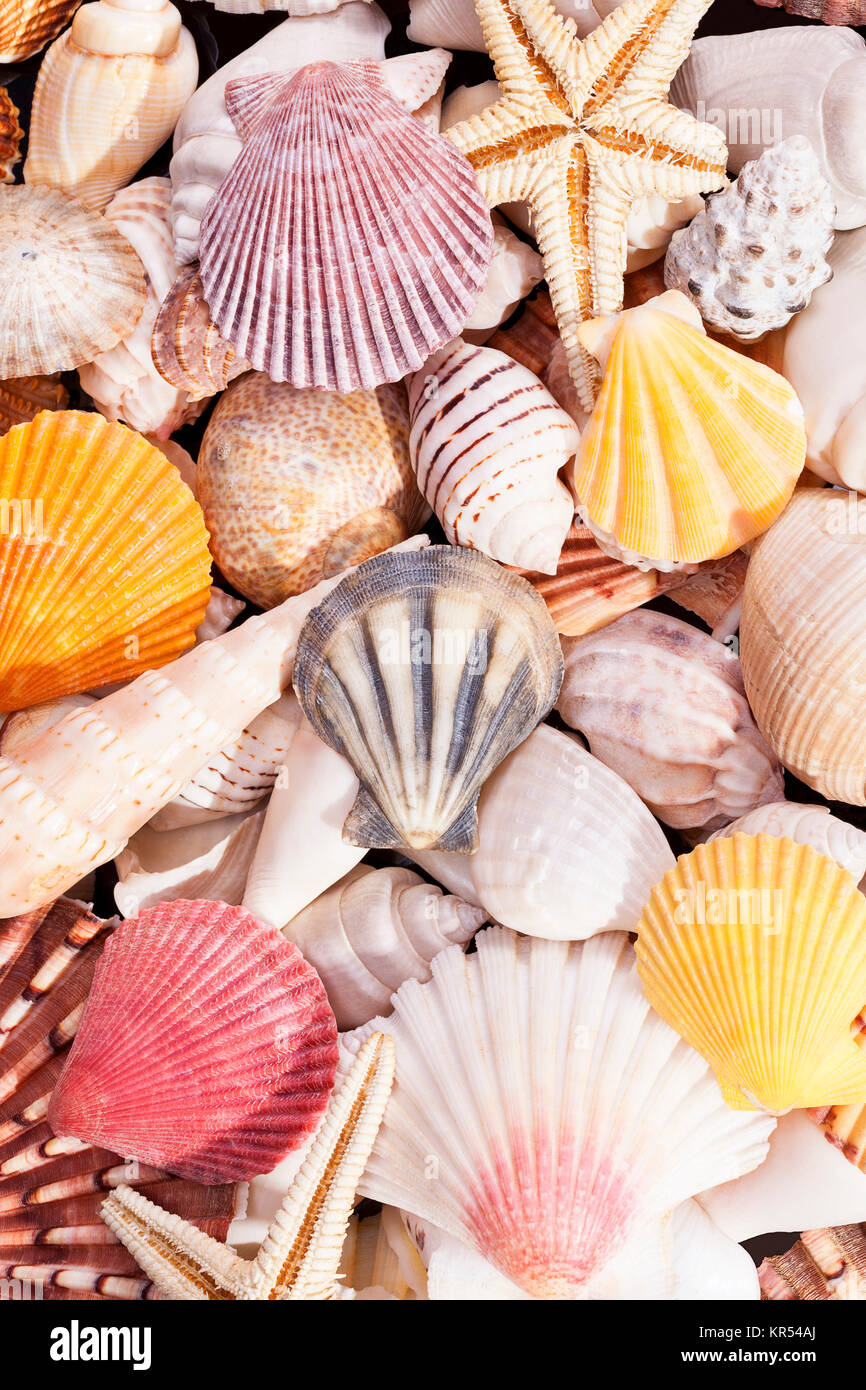 Fondo de coloridos diversos tipos de conchas de mar Fotografía de stock -  Alamy