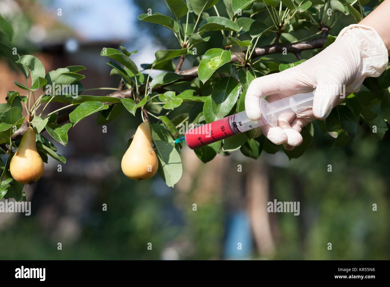 Fruto genéticamente modificado Foto de stock