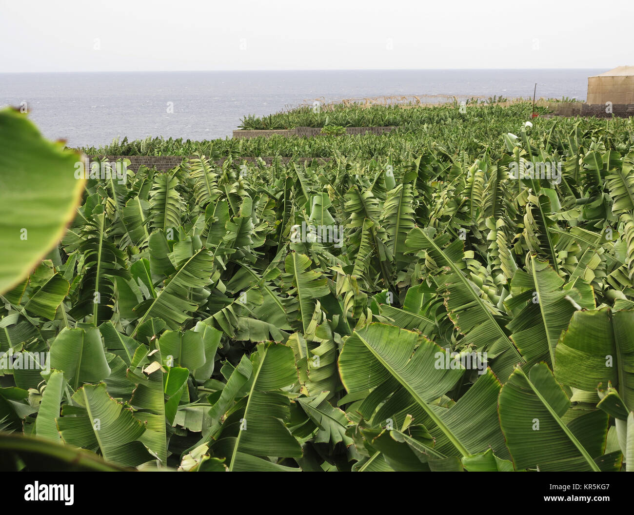 Grandes plantaciones de plátanos cerca de la pequeña aldea de la bombilla  en la costa del Atlántico en La Palma en las Islas Canarias, España,  ilustra el 21.11.2017. Uso | en todo