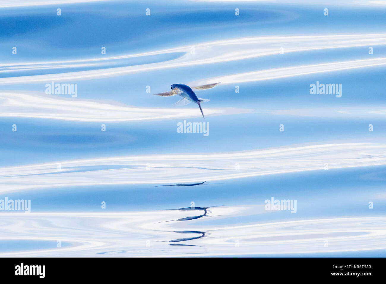 Flying Fish deslizándose en el tranquilo mar del Pacífico Sur Foto de stock