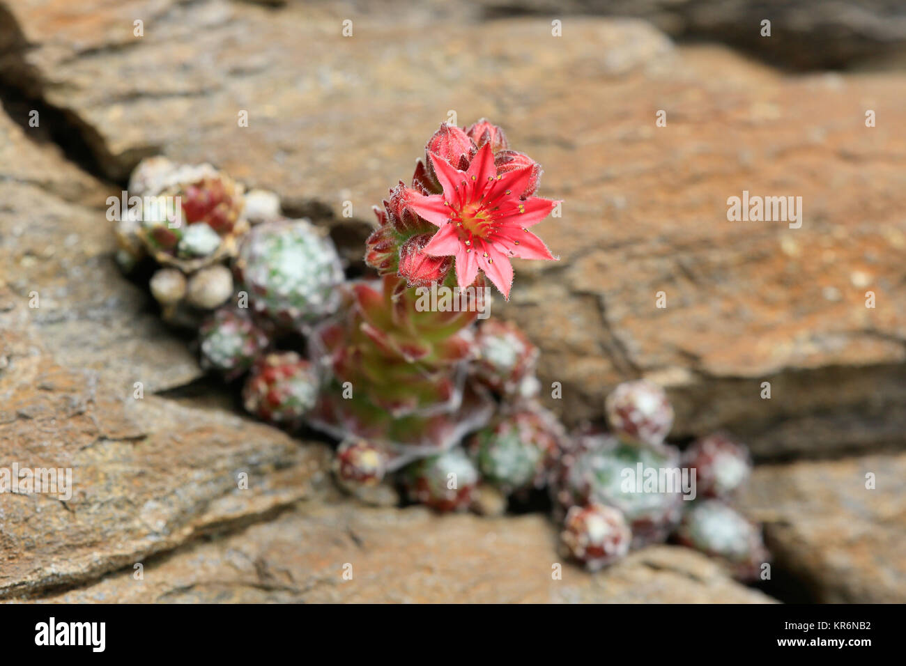 Telaraña houseleek,sempervivum arachnoideum,planta de roca Foto de stock