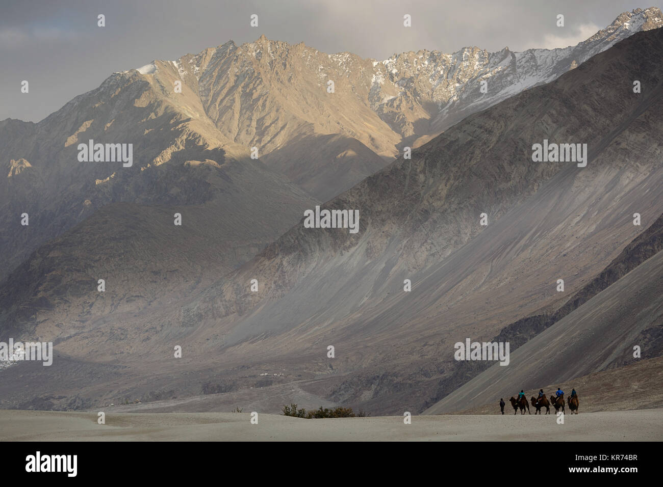 Grupo de jinetes de camellos atravesando el desierto en el valle de Nubra, Ladakh, Jammu y Cachemira, la India Foto de stock