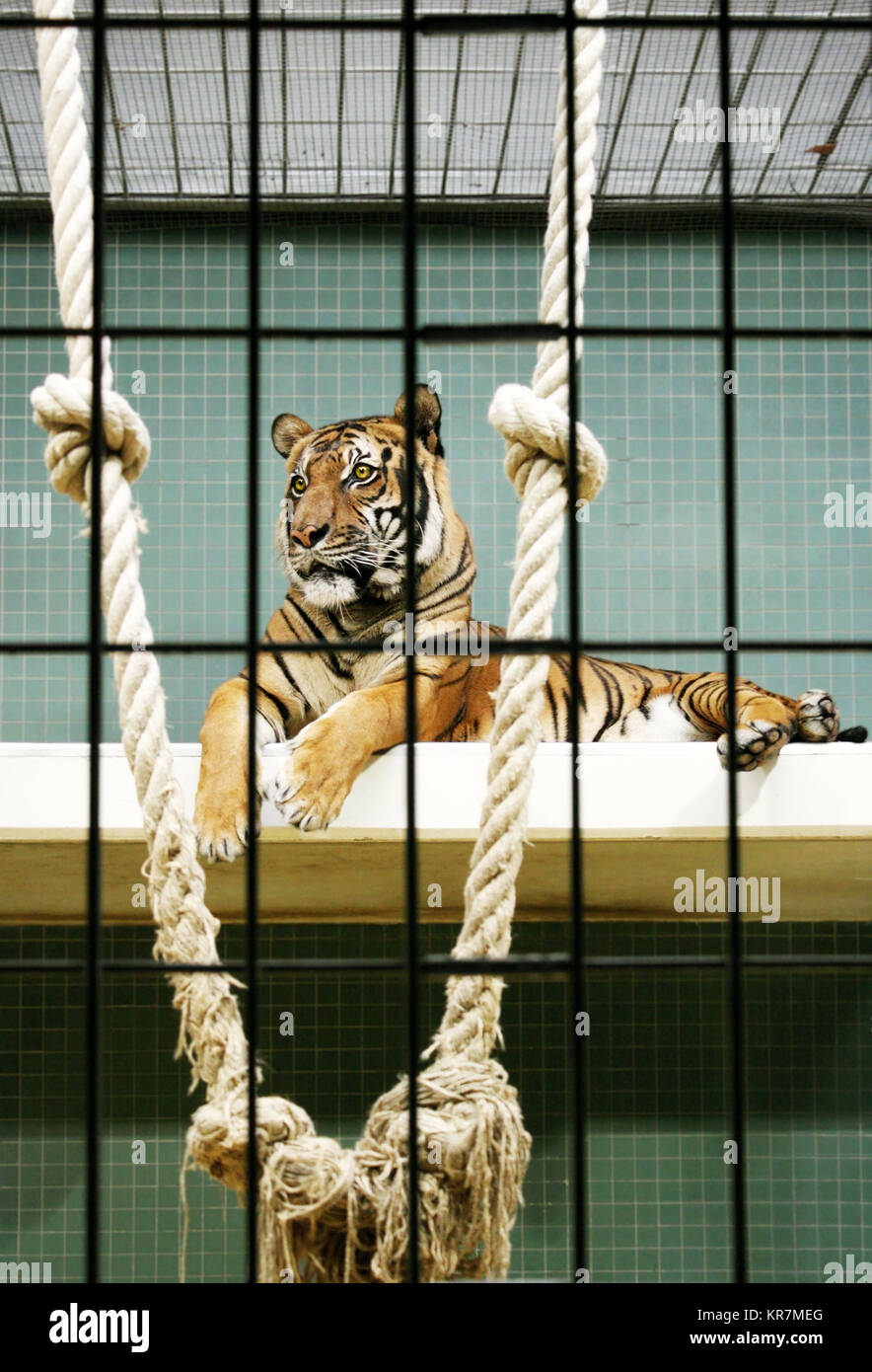 Una hermosa y elegante que mienten adentro del tigre en su jaula en el zoo Foto de stock