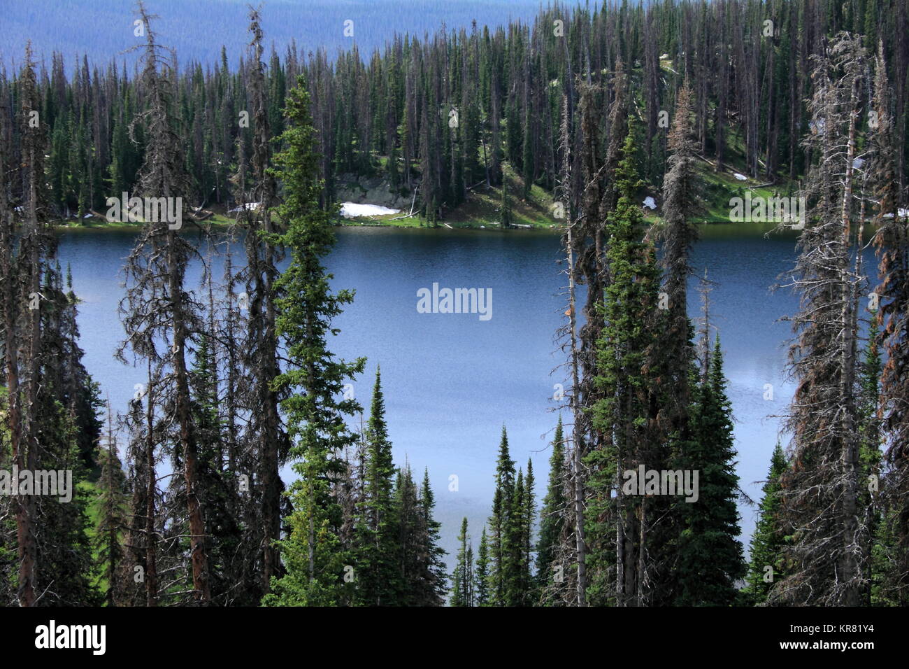 El lago en Wyoming, rodeado por pinos muertos. La infestación del escarabajo de pino de montaña. Foto de stock