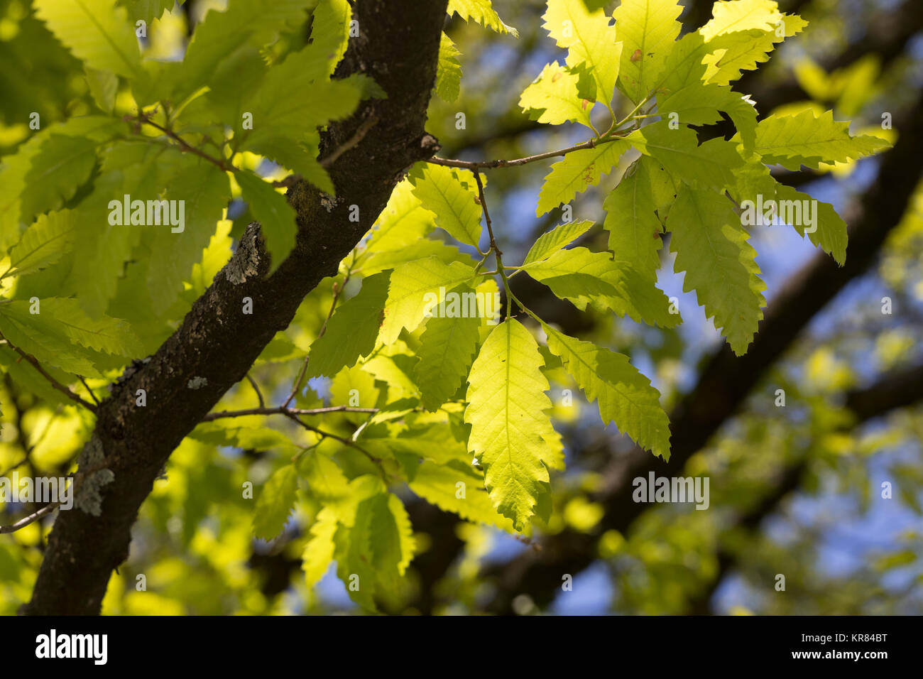 Libanon-Eiche, Libanoneiche, Quercus libani, Quercus vesca, Líbano, roble, Le chêne du Liban Foto de stock