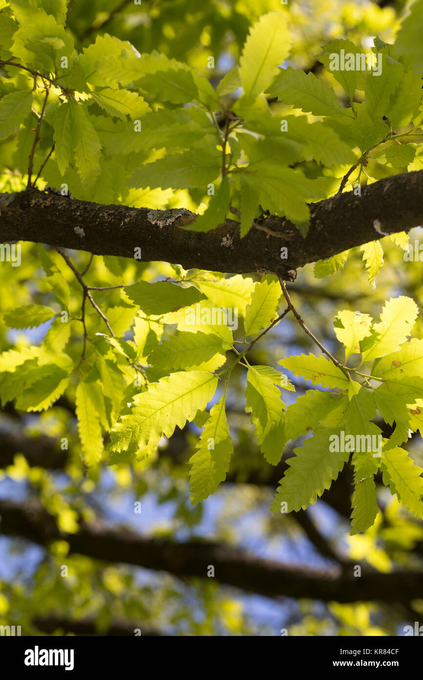 Libanon-Eiche, Libanoneiche, Quercus libani, Quercus vesca, Líbano, roble, Le chêne du Liban Foto de stock