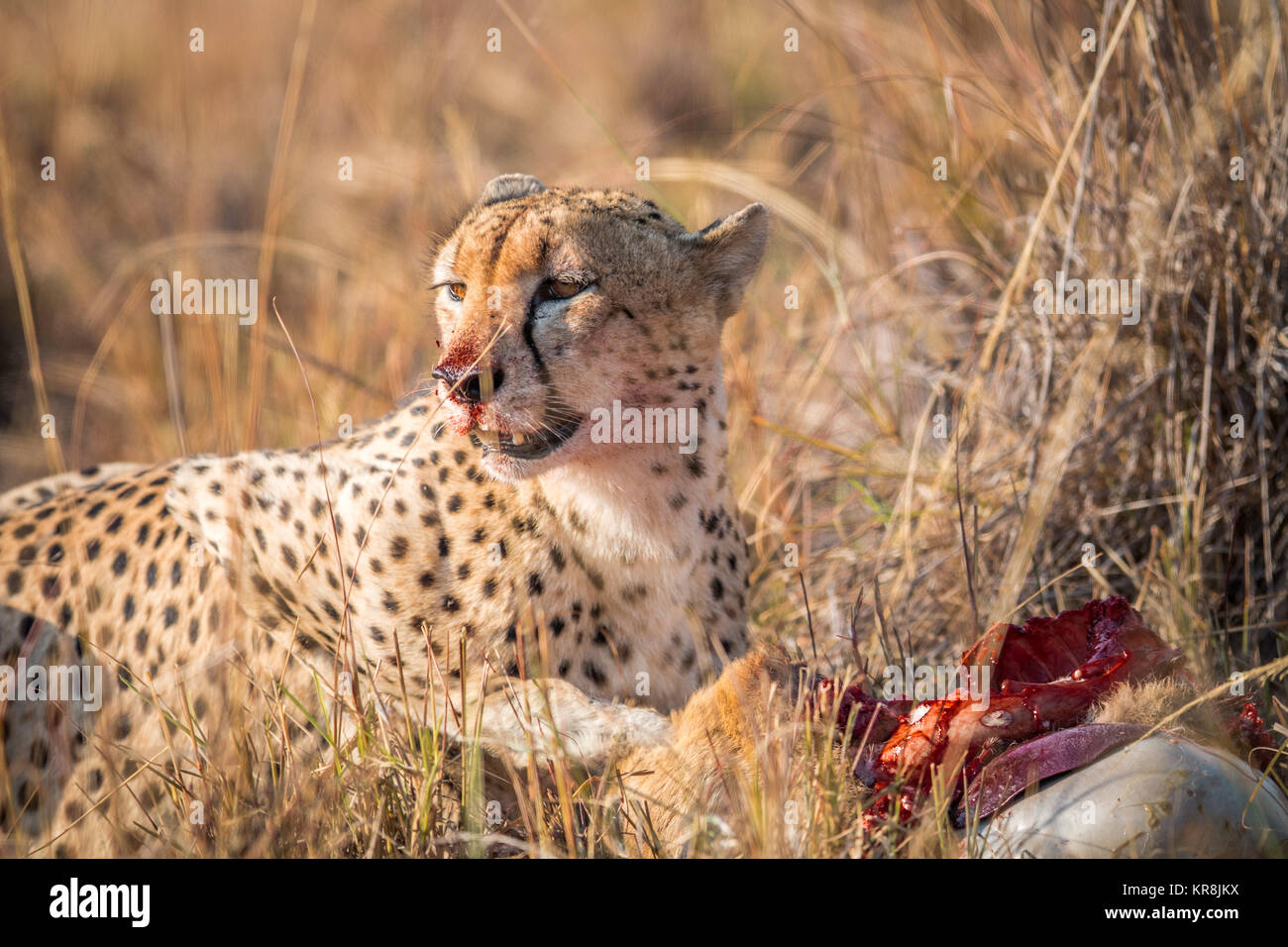 Cheetah comer de un cadáver Reedbuck en Kruger. Foto de stock