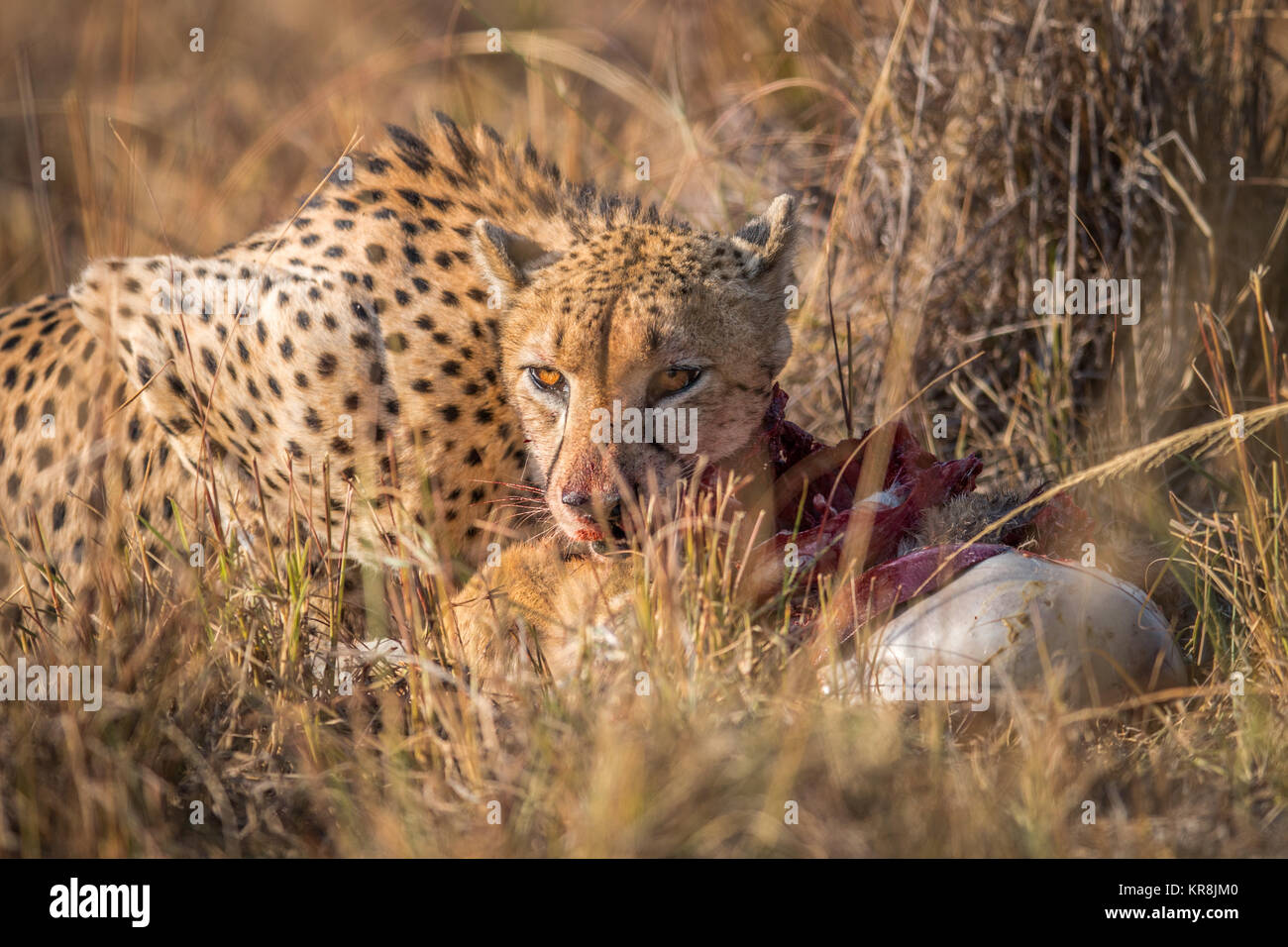 Cheetah comer de un cadáver Reedbuck en Kruger. Foto de stock