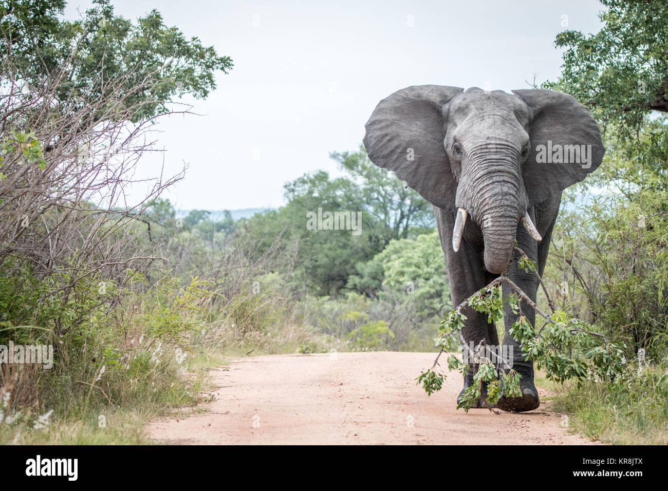 Un gran elefante toro arrastrando una sucursal en la carretera en Kruger. Foto de stock