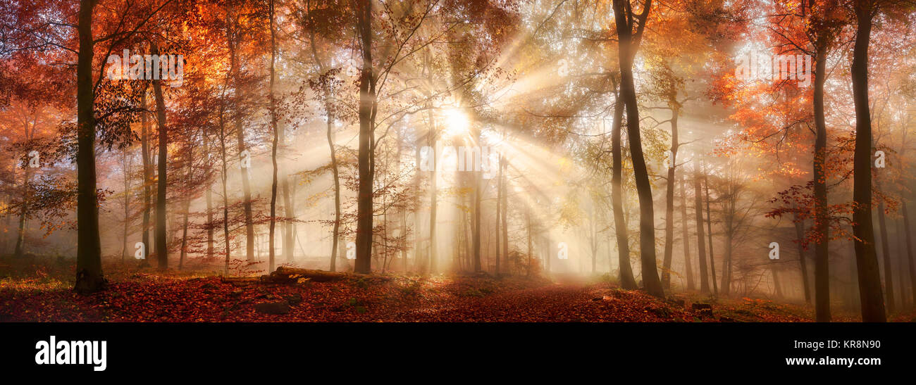 Efecto de iluminación especial en un bosque nebuloso en otoño,formato panorámico Foto de stock