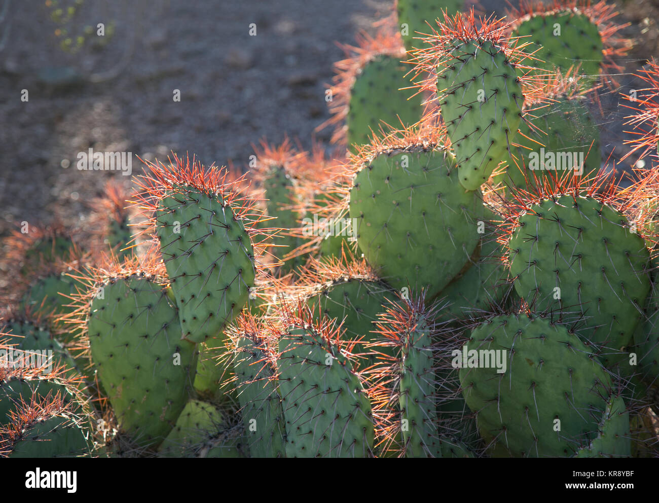 Phoenix, Arizona: Cuarto De Niños De La Planta De Desierto - Cactus Del  Saguaro Del Bebé Imagen de archivo - Imagen de desierto, vivero: 105216923