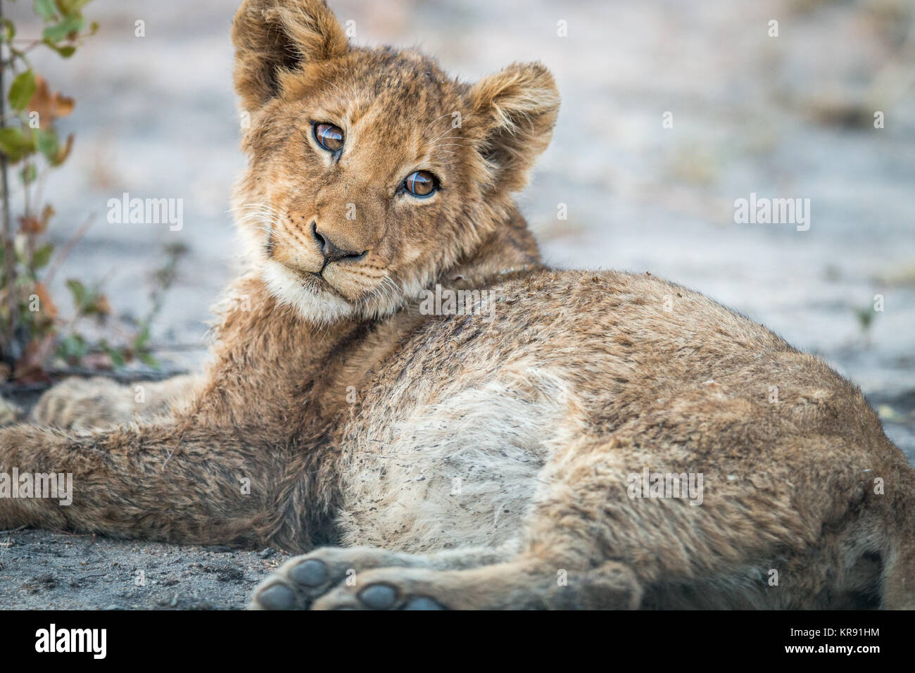 Cachorro de león tendido en la suciedad de la sabi Sabi reserva de caza. Foto de stock