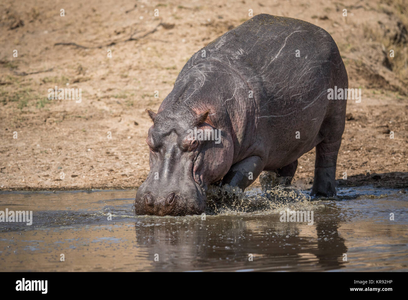 Un hipopótamo caminando en el agua en el Kruger. Foto de stock
