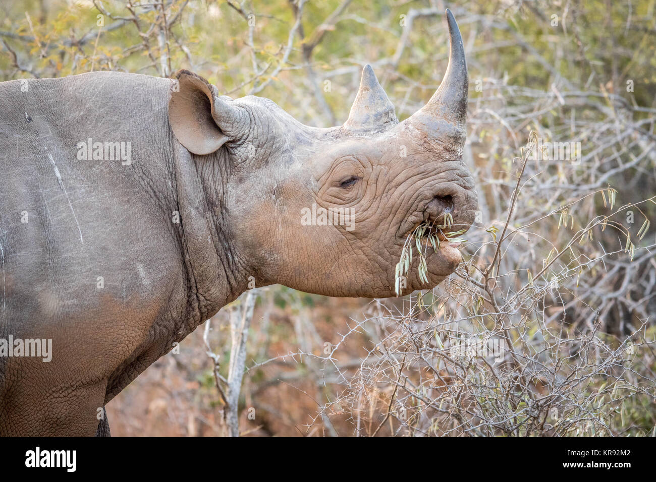 Comer rinocerontes negros en el Kruger. Foto de stock