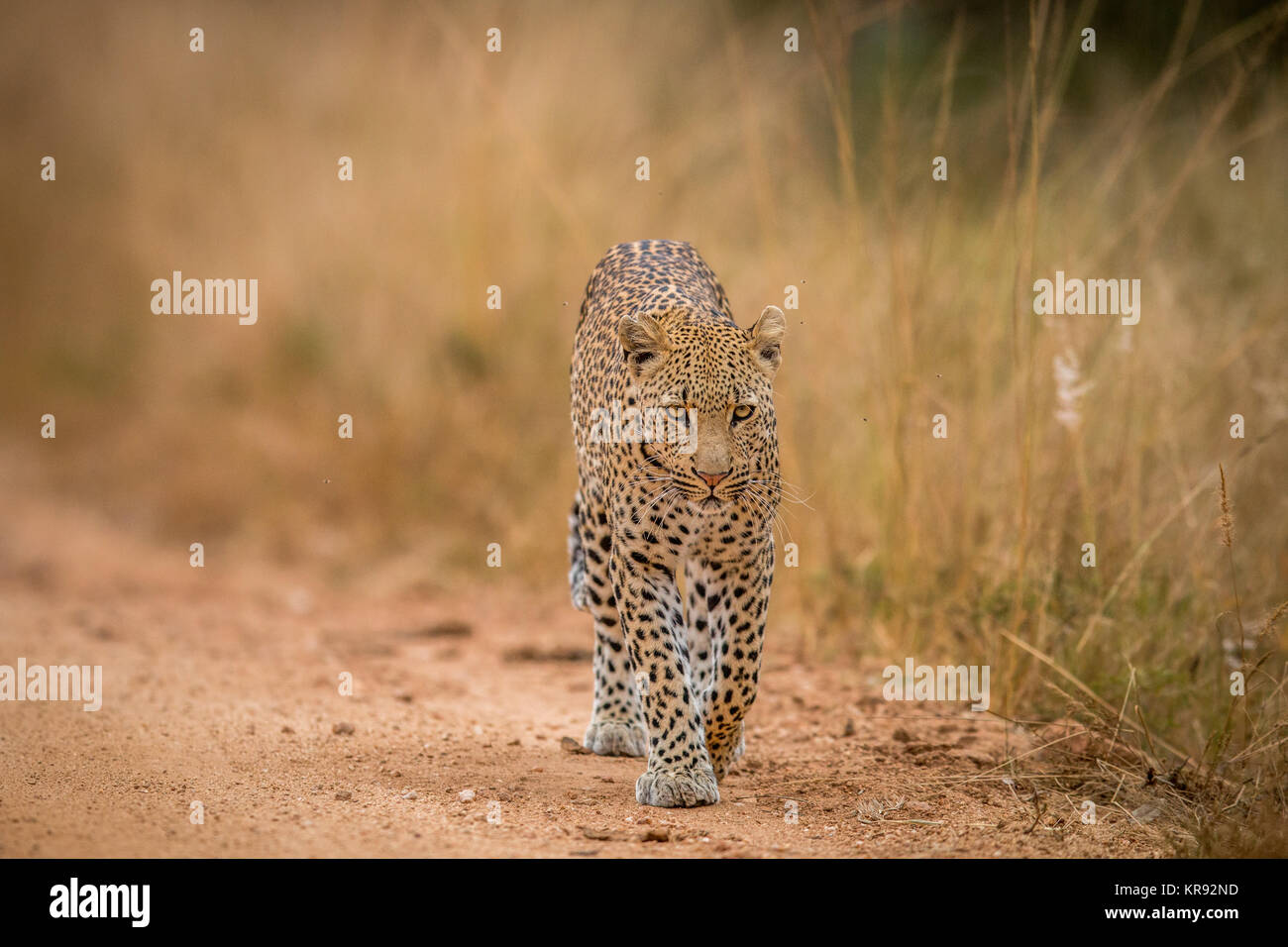 Un leopardo caminando hacia la cámara en el Kruger. Foto de stock
