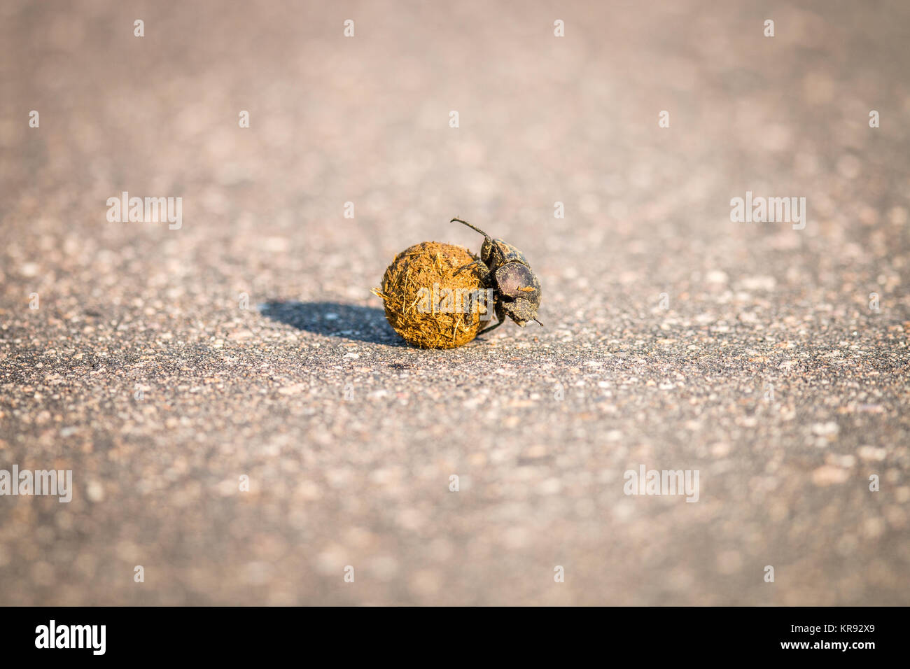 Una bola rodante de escarabajos de estiércol en el Kruger. Foto de stock
