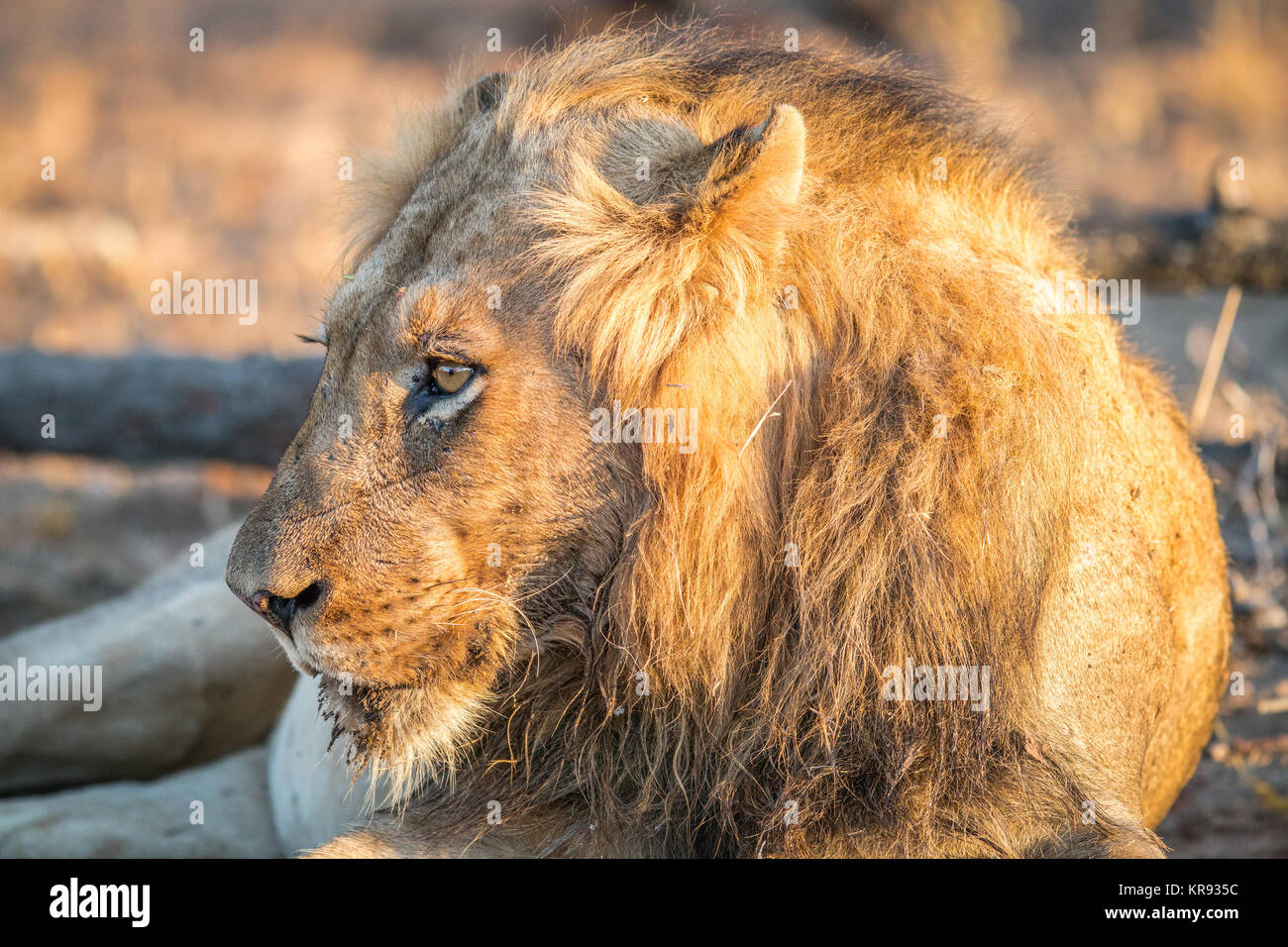 El perfil lateral de un león macho en el Kruger. Foto de stock