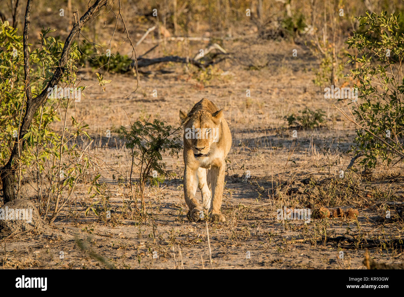 León caminando hacia la cámara en el Parque Nacional Kruger. Foto de stock