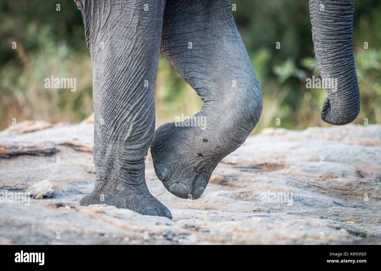 Los pies y el tronco de elefante en el Parque Nacional Kruger. Foto de stock