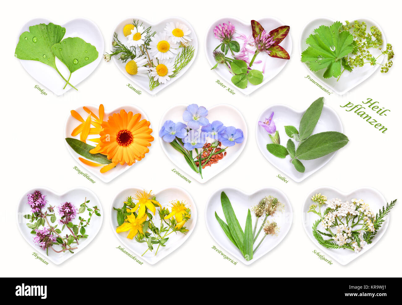 medicina alternativa con plantas medicinales 1 Foto de stock