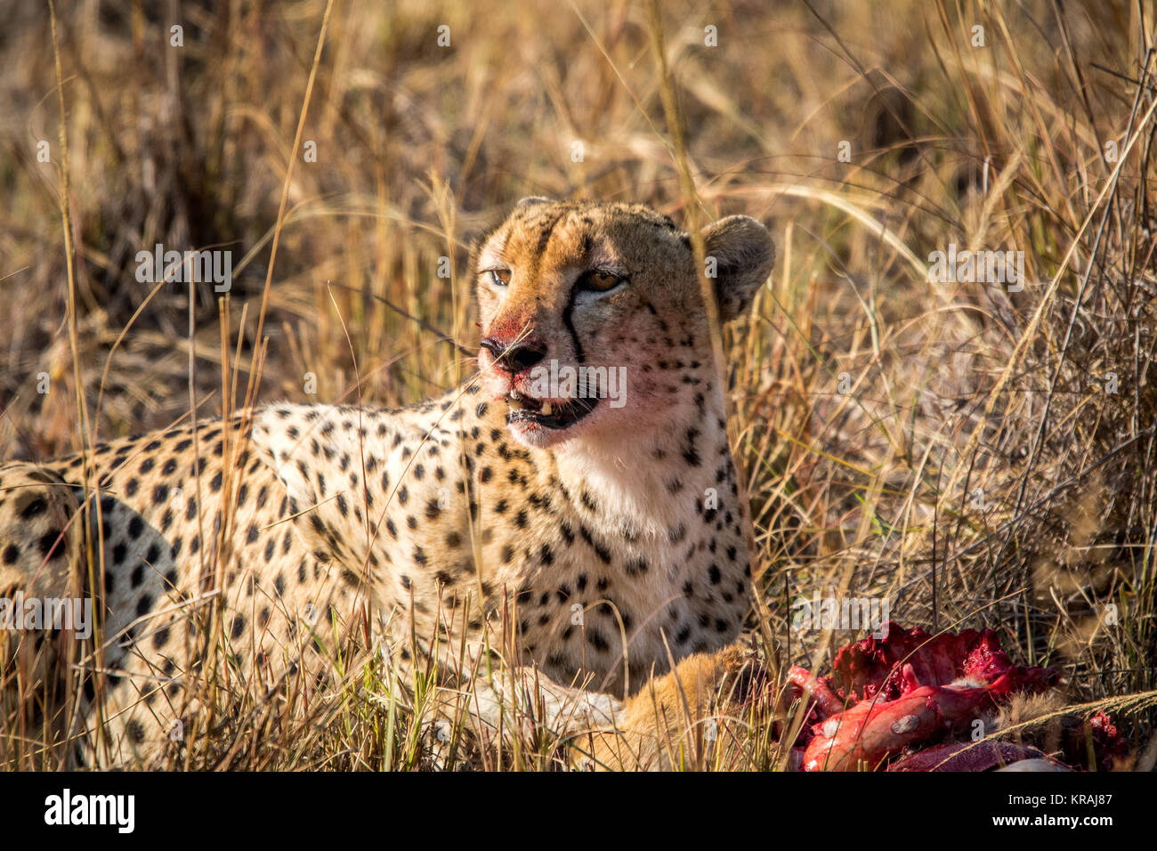 Reedbuck Cheetah comer de un cadáver en la hierba. Foto de stock