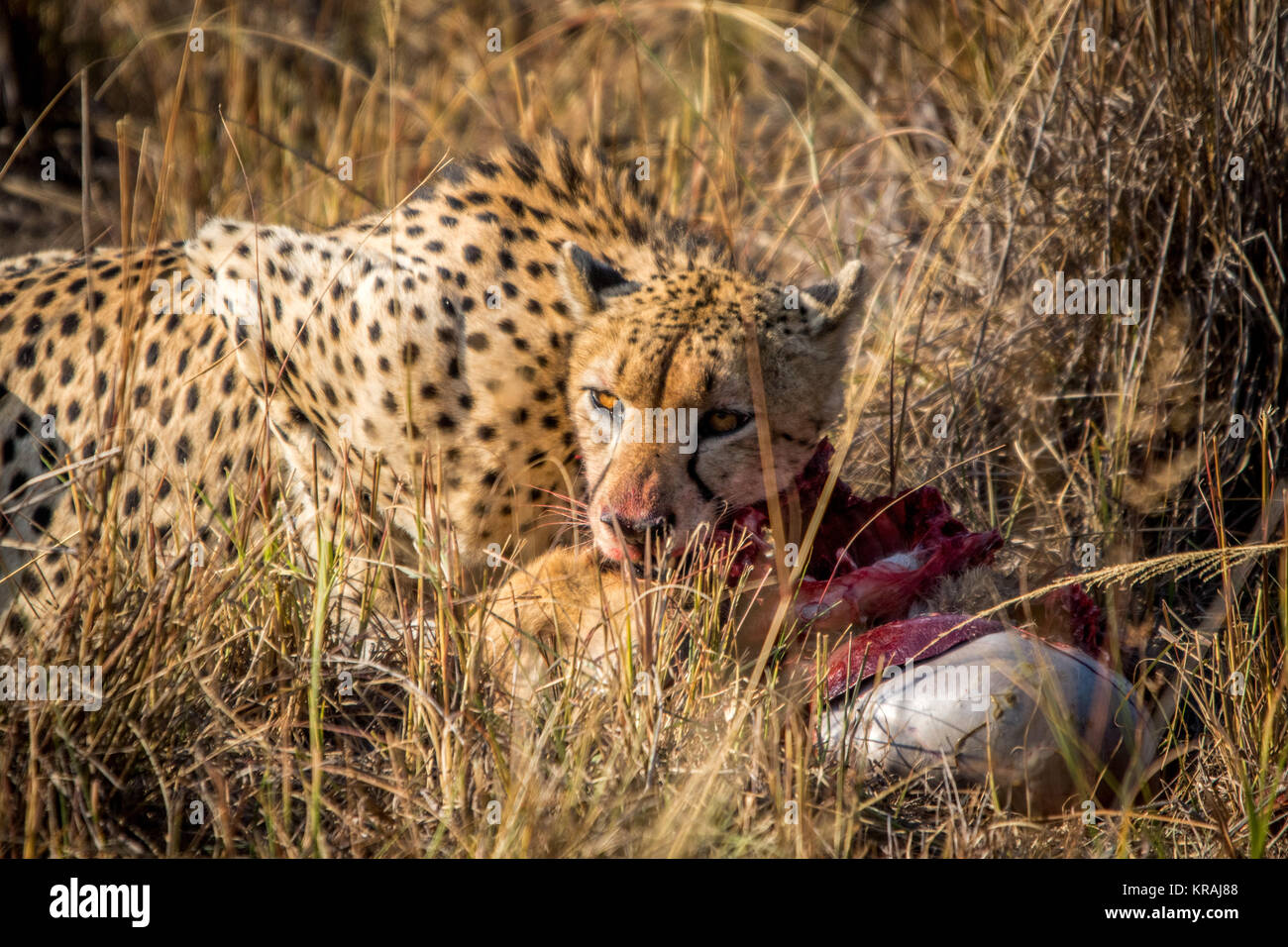 Reedbuck Cheetah comer de un cadáver en la hierba. Foto de stock