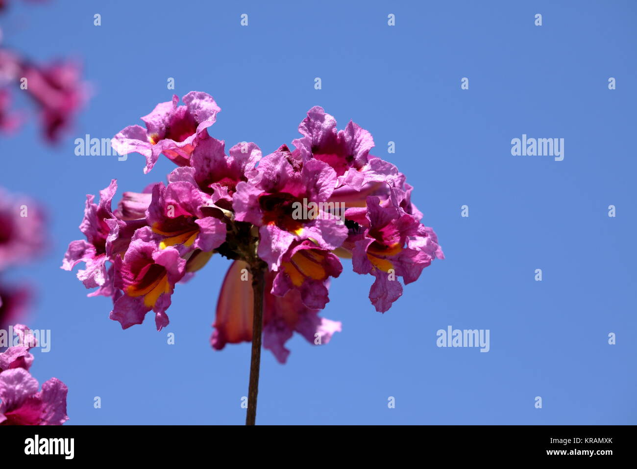 Las flores de color rosa de catalpa handroanthus heptaphyllus Foto de stock