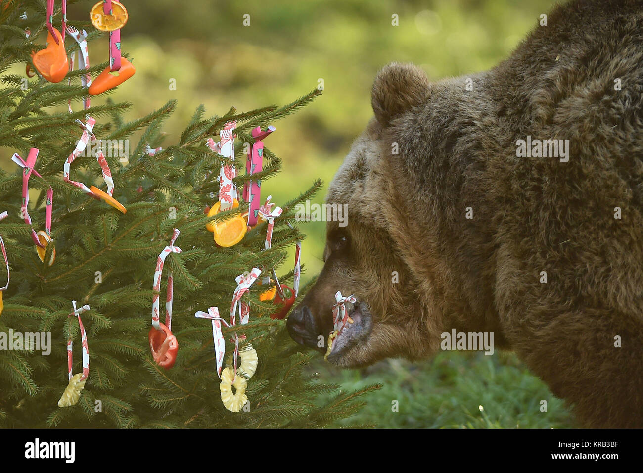 Los osos pardos disfrutar afrutado trata sobre un árbol de navidad en su gabinete, a ZSL Whipsnade Zoo en Dunstable, Bedfordshire. Foto de stock